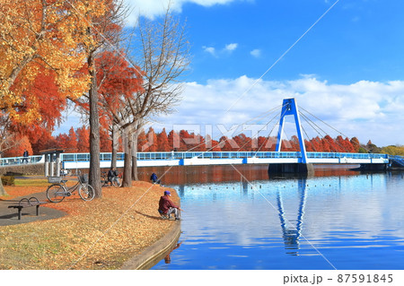 【東京都】晴天下の水元大橋と紅葉（水元公園） 87591845