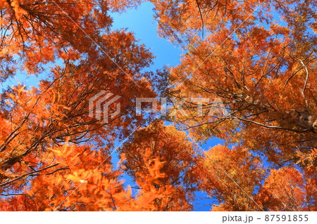 【東京都】メタセコイアの紅葉（水元公園） 87591855
