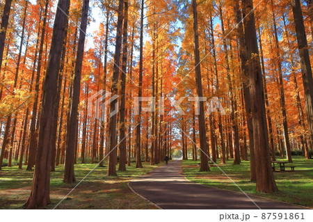 【東京都】メタセコイアの紅葉(水元公園) 【東京都】メタセコイアの紅葉(水元公園) 87591861