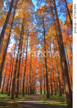 【東京都】メタセコイアの紅葉(水元公園) 【東京都】メタセコイアの紅葉(水元公園) 87591864