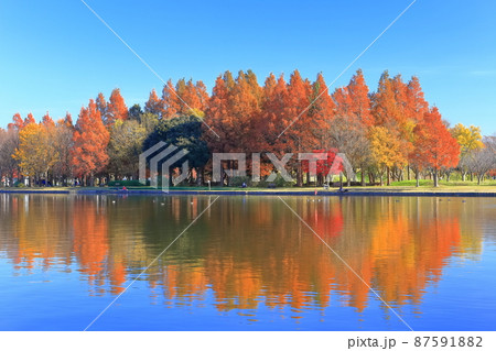【東京都】水元公園（みさと公園）の紅葉 87591882