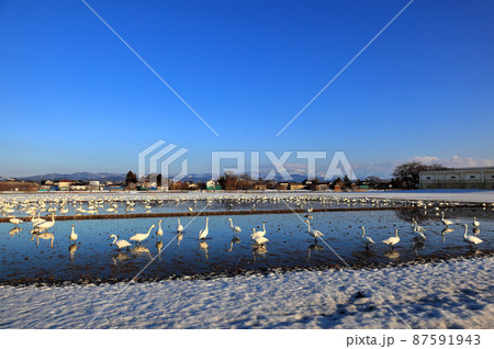 北帰行に備え白鳥餌場に飛来 87591943