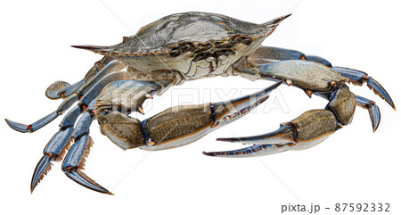Blue crab isolated on white background, full depth of field 87592332