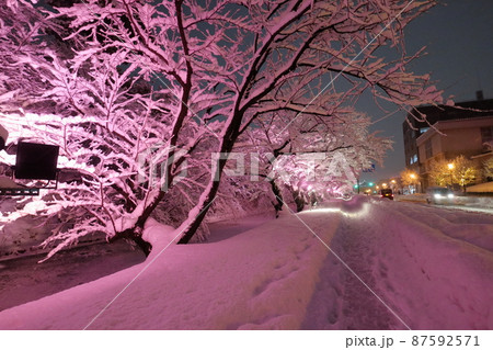 冬桜ライトアップ（青森県弘前市） 87592571