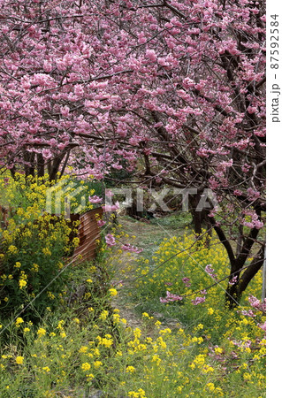 桑田山を彩る早春の花 雪割桜 (高知県 須崎市) 桑田山を彩る早春の花 雪割桜 (高知県 須崎市) 87592584