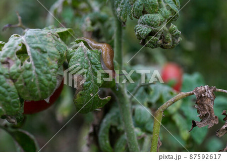 Fungal diseases of tomatoes Late blight is one of the most dangerous diseases Fungal diseases of tomatoes Late blight is one of the most dangerous diseases 87592617