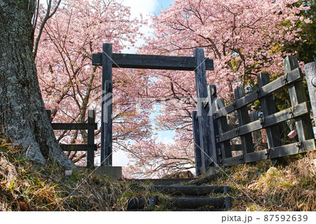 静岡県/ 河津城・河津城跡公園 満開の桜と門 87592639