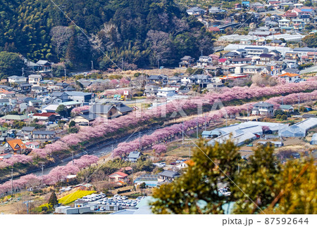 静岡県/ 河津城・河津城跡公園から見る満開の河津桜並木 87592644