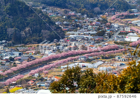 静岡県/ 河津城・河津城跡公園から見る満開の河津桜並木 静岡県/ 河津城・河津城跡公園から見る満開の河津桜並木 87592646