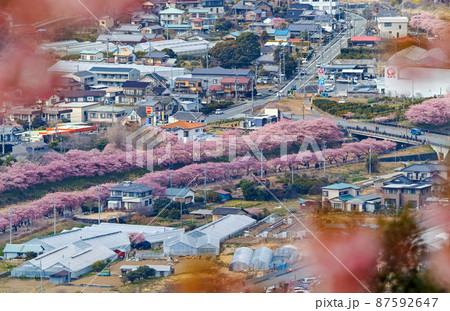 静岡県/ 河津城・河津城跡公園から見る満開の河津桜並木 87592647