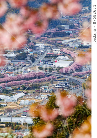 静岡県/ 河津城・河津城跡公園から見る満開の河津桜並木 静岡県/ 河津城・河津城跡公園から見る満開の河津桜並木 87592651