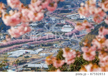 静岡県/ 河津城・河津城跡公園から見る満開の河津桜並木 静岡県/ 河津城・河津城跡公園から見る満開の河津桜並木 87592653