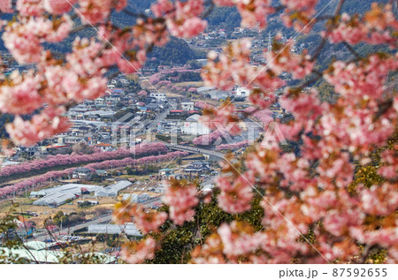 静岡県/ 河津城・河津城跡公園から見る満開の河津桜並木 87592655