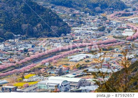静岡県/ 河津城・河津城跡公園から見る満開の河津桜並木 87592657