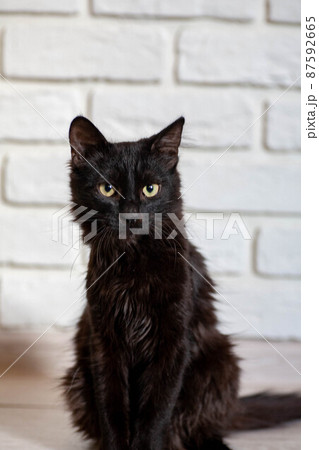 portrait of a grey cat with stripes laying on a ground, close-up, selective focus. High quality 87592665