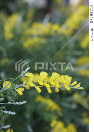 春に咲いた黄色く連なるエニシダの花 春に咲いた黄色く連なるエニシダの花 87592714