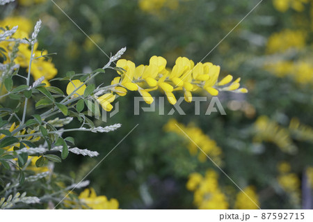春に咲いた黄色く連なるエニシダの花 87592715