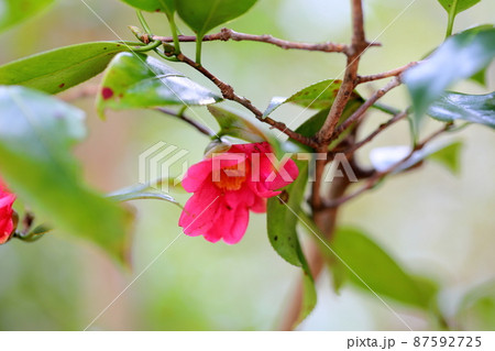 椿の花 寒咲赤侘助 椿の花 寒咲赤侘助 87592725