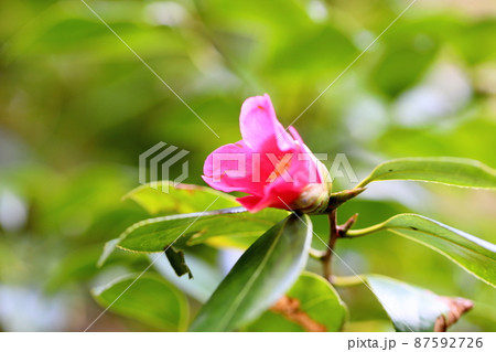椿の花　寒咲赤侘助 87592726