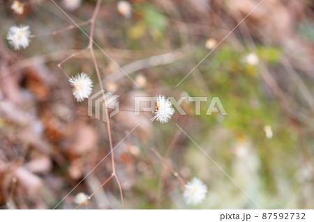 コウヤボウキの花 87592732