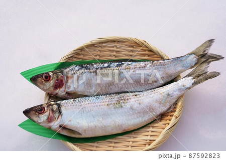 雪の上の生ニシン 雪の上の生ニシン 87592823