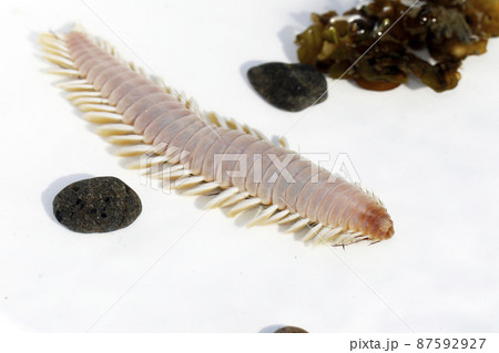 漂着物　ウミケムシ 87592927