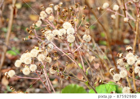 花 冬のツワブキ 花 冬のツワブキ 87592980