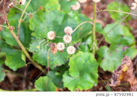 花 冬のツワブキ 花 冬のツワブキ 87592981