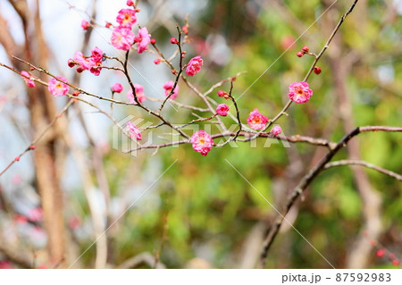 梅の花　紅梅八重 87592983