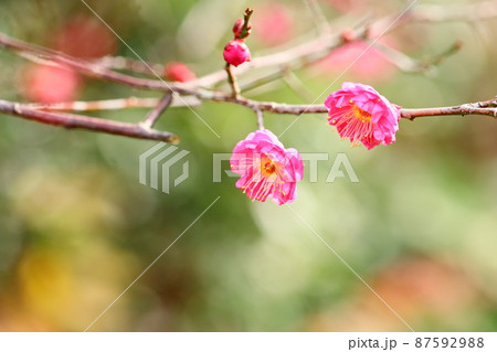 梅の花　紅梅八重 87592988