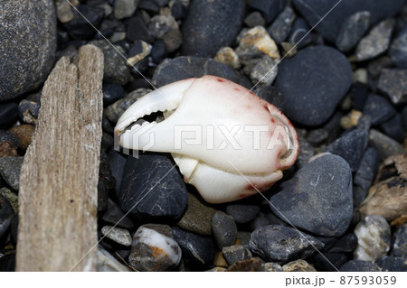 漂着物　カニの爪 87593059
