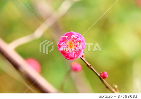 梅の花　紅梅八重 87593083