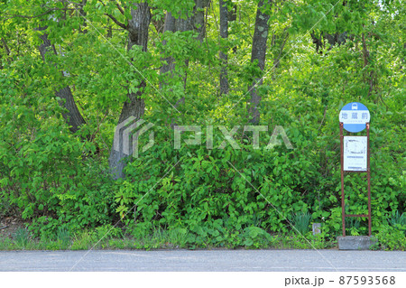 森のバス停　となりのトトロのイメージ 87593568