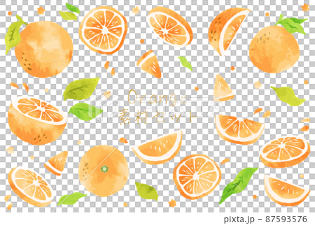 Beautiful watercolor orange illustration material set Beautiful watercolor orange illustration material set 87593576