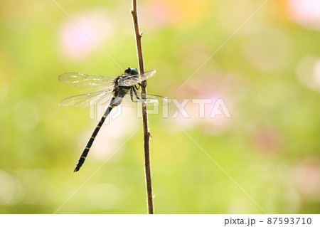 トンボ トンボ 87593710