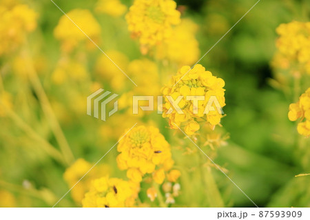 菜の花 菜の花 87593909