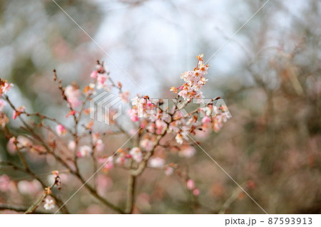 ジュウガツザクラの花 87593913