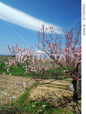 桜と富士山と畑 87594003