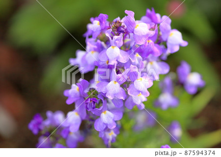 リナリアの花 87594374