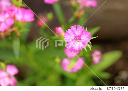 ダイアンサスの花 87594375