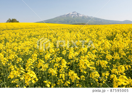 菜の花畑と岩木山 87595005