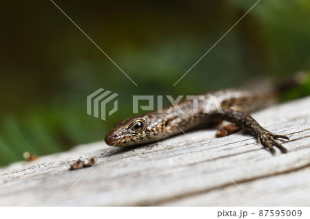 オガサワラトカゲ オガサワラトカゲ 87595009