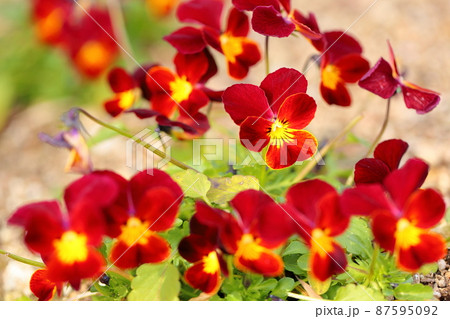 ビオラの花 87595092