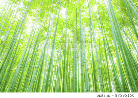 嵯峨野の竹林 87595150