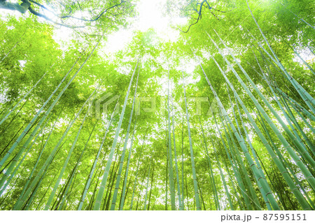 嵯峨野の竹林 87595151