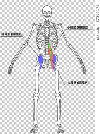 人間の全身骨格と腸腰筋（色分け、各部位の日本語名称） 87595172