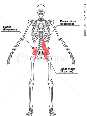 人間の全身骨格と腸腰筋 各部位の英語名称 のイラスト素材