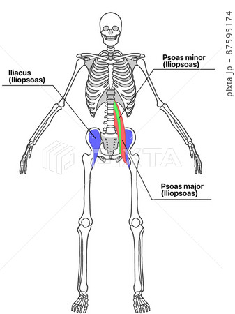 人間の全身骨格と腸腰筋 色分け 各部位の英語名称 のイラスト素材