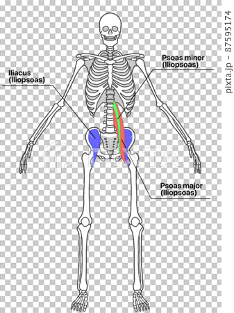 人間の全身骨格と腸腰筋(色分け、各部位の英語名称) 人間の全身骨格と腸腰筋(色分け、各部位の英語名称) 87595174