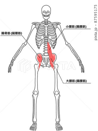 人間の全身骨格と腸腰筋 各部位の日本語名称 のイラスト素材